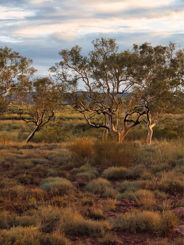 Australian bush